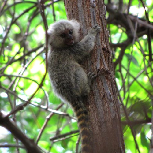 Primeiro caso de febre amarela em macaco é confirmado em Ichu