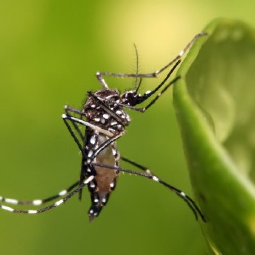 Oitava morte por dengue é confirmada na Bahia; vítima era farmacêutica e estava grávida de quatro meses