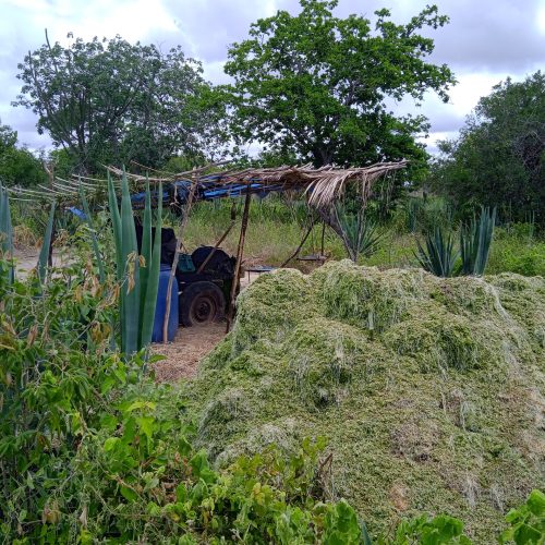 Programa que visa explorar potencial do Sisal para produção de etanol, biogás e outros produtos será lançado em Conceição do Coité