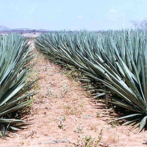 Projeto vai estruturar indústrias de sisal para a produção de biocombustível