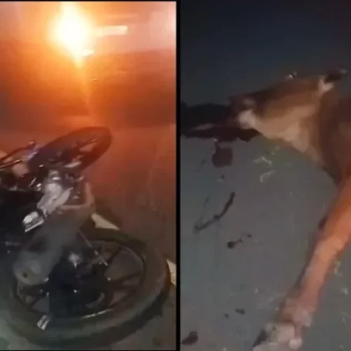 Jovem morre ao colidir moto em boi na BA 120 em R. do Jacuípe