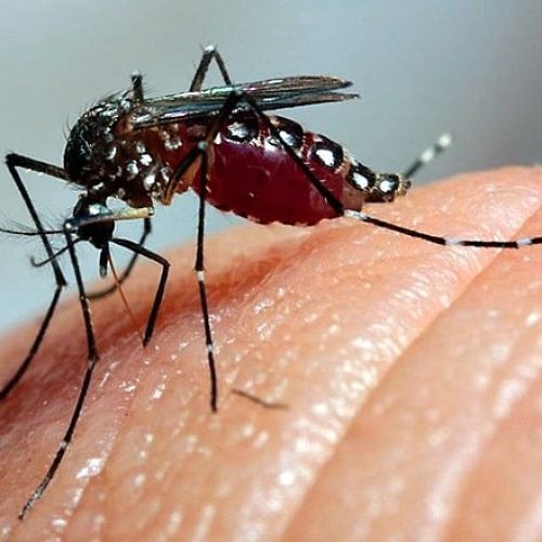 Prefeitura de Serrinha anuncia a primeira morte por dengue hemorrágica no município