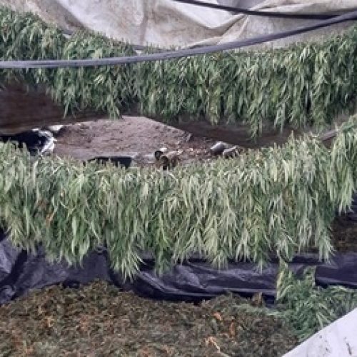 Polícia localiza plantação com 80 mil pés de maconha